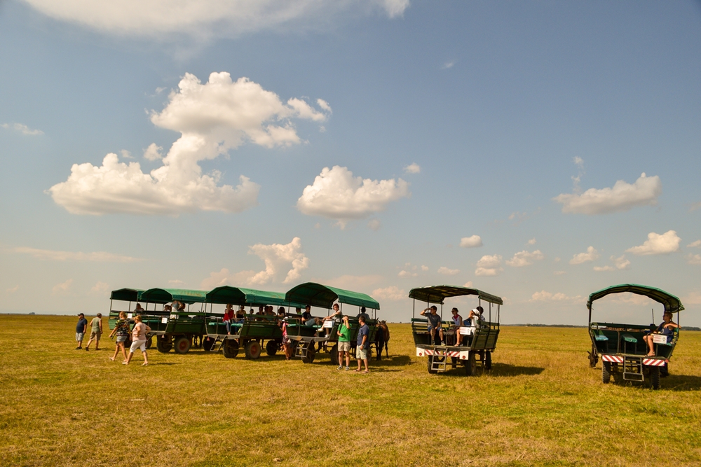 Carriages on the Puszta